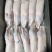 销售白条鸭700g—2500g