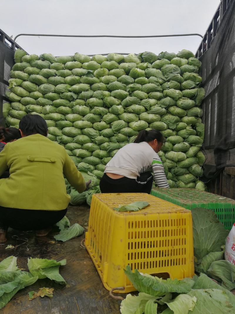平包，包菜，京丰一号，墨玉50.扁包菜，甘蓝，市场供应