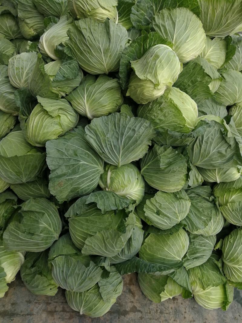 平包，包菜，京丰一号，墨玉50.扁包菜，甘蓝，市场供应