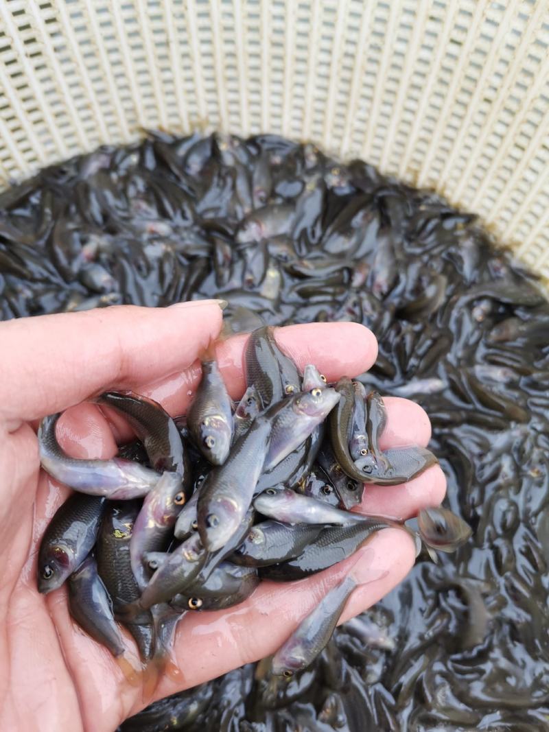 优质良种禾花鲤鱼苗，稻田禾花鲤，场地直销，品种保质保量。