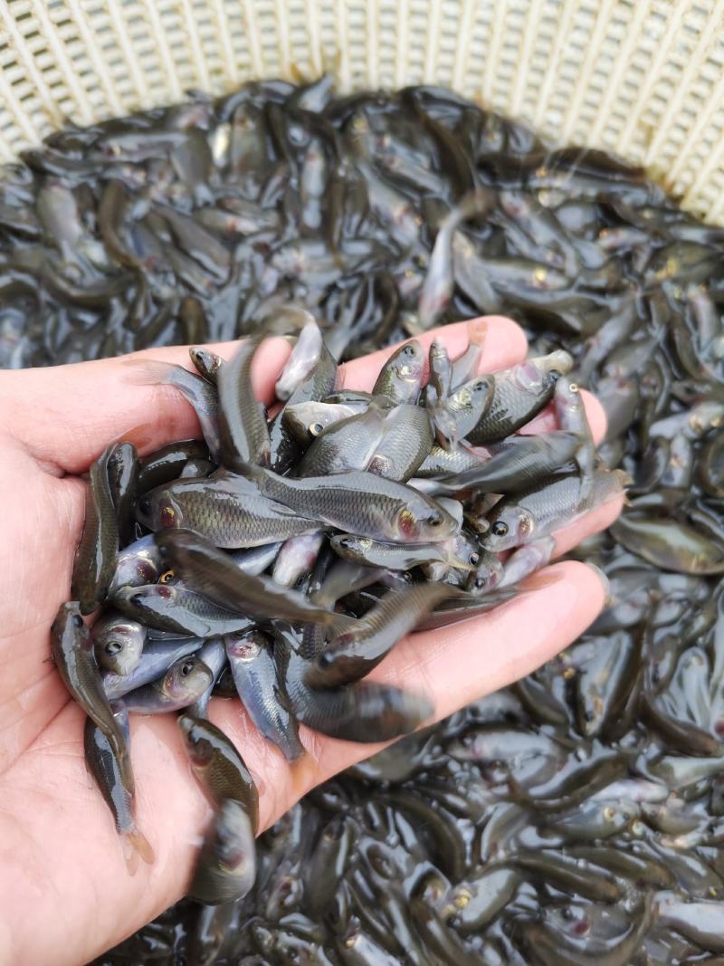 优质良种禾花鲤鱼苗，稻田禾花鲤，场地直销，品种保质保量。