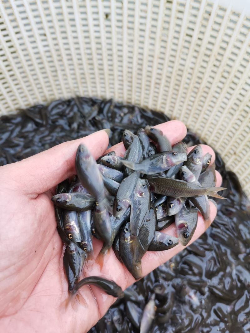 优质良种禾花鲤鱼苗，稻田禾花鲤，场地直销，品种保质保量。