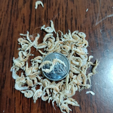 烘干小虾皮。颜色鲜艳，口感纯正，可根据客户需求加工