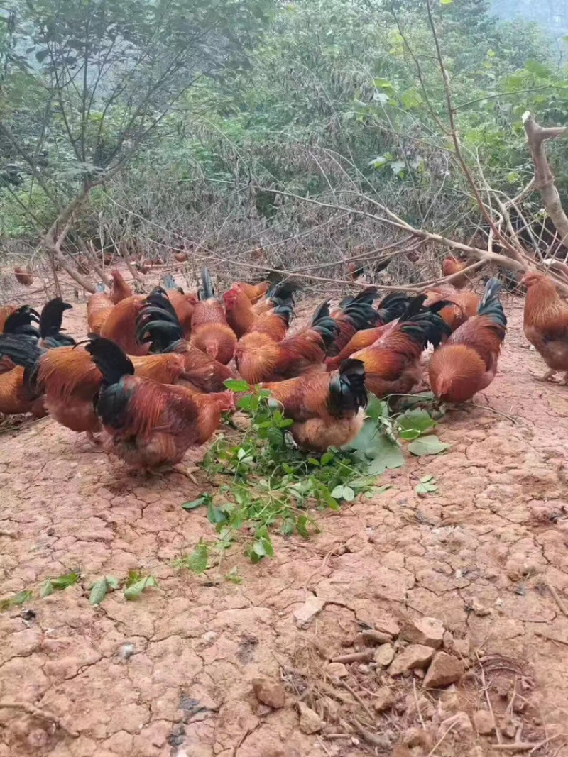 老水靓货价格高贵