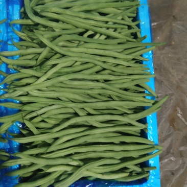 山东莘县芸豆大量上市万亩基地直供量大从优保质保量