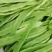 山东莘县芸豆大量上市万亩基地直供量大从优保质保量