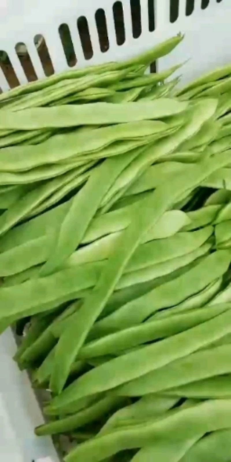山东莘县芸豆大量上市万亩基地直供量大从优保质保量