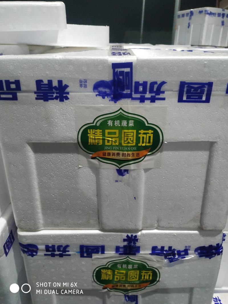 山东莘县芸豆大量上市万亩基地直供量大从优保质保量