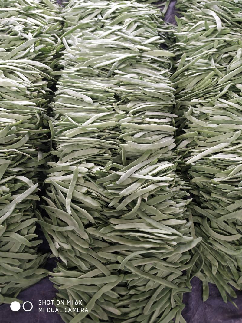 山东莘县芸豆大量上市万亩基地直供量大从优保质保量