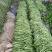山东莘县芸豆大量上市万亩基地直供量大从优保质保量