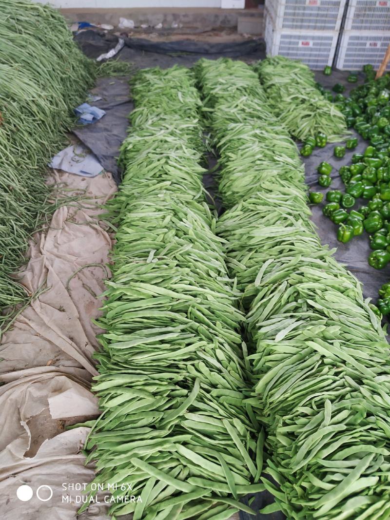 山东莘县芸豆大量上市万亩基地直供量大从优保质保量
