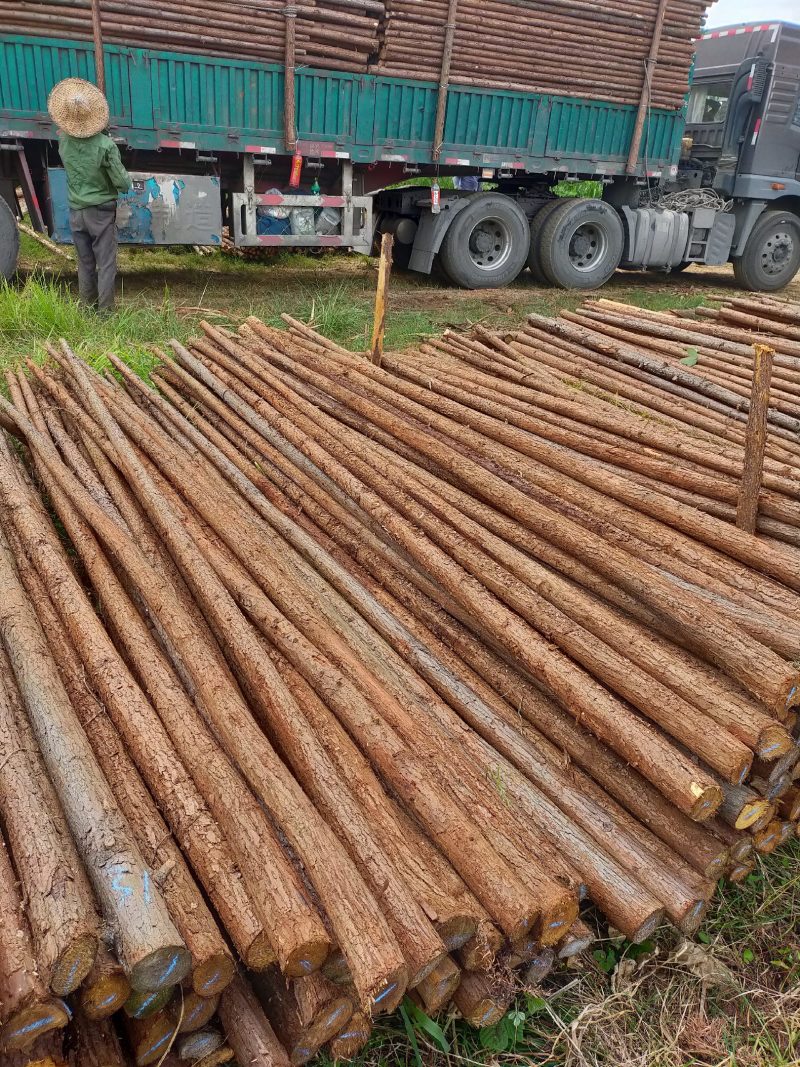 绿化苗木福建南平绿化杆，闽北，有需要的随时下单，