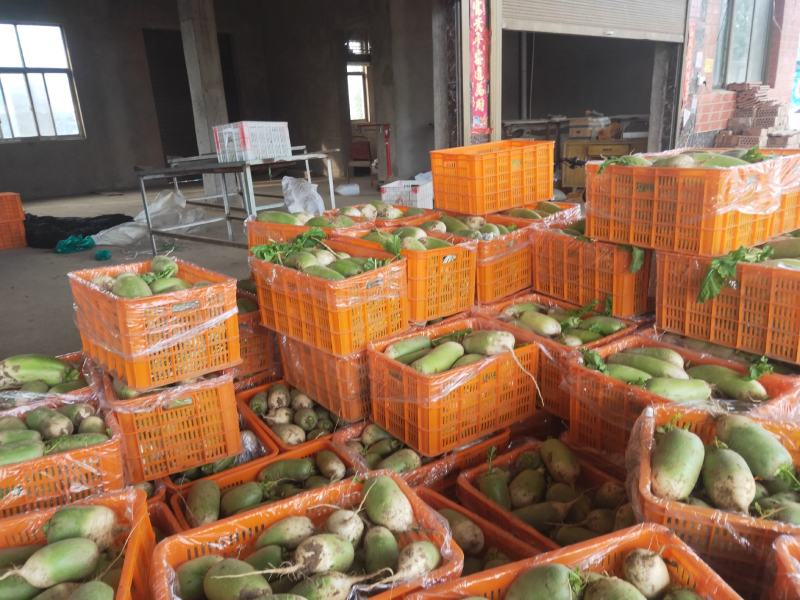 开封市通许县青皮萝卜产地直销青萝卜品质优等