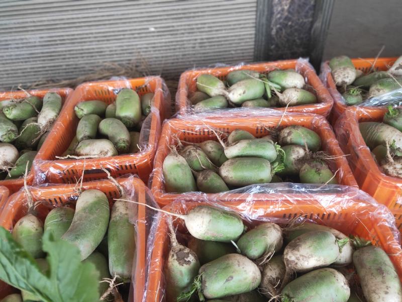 开封市通许县青皮萝卜产地直销青萝卜品质优等