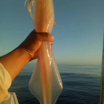 大鱿鱼大管