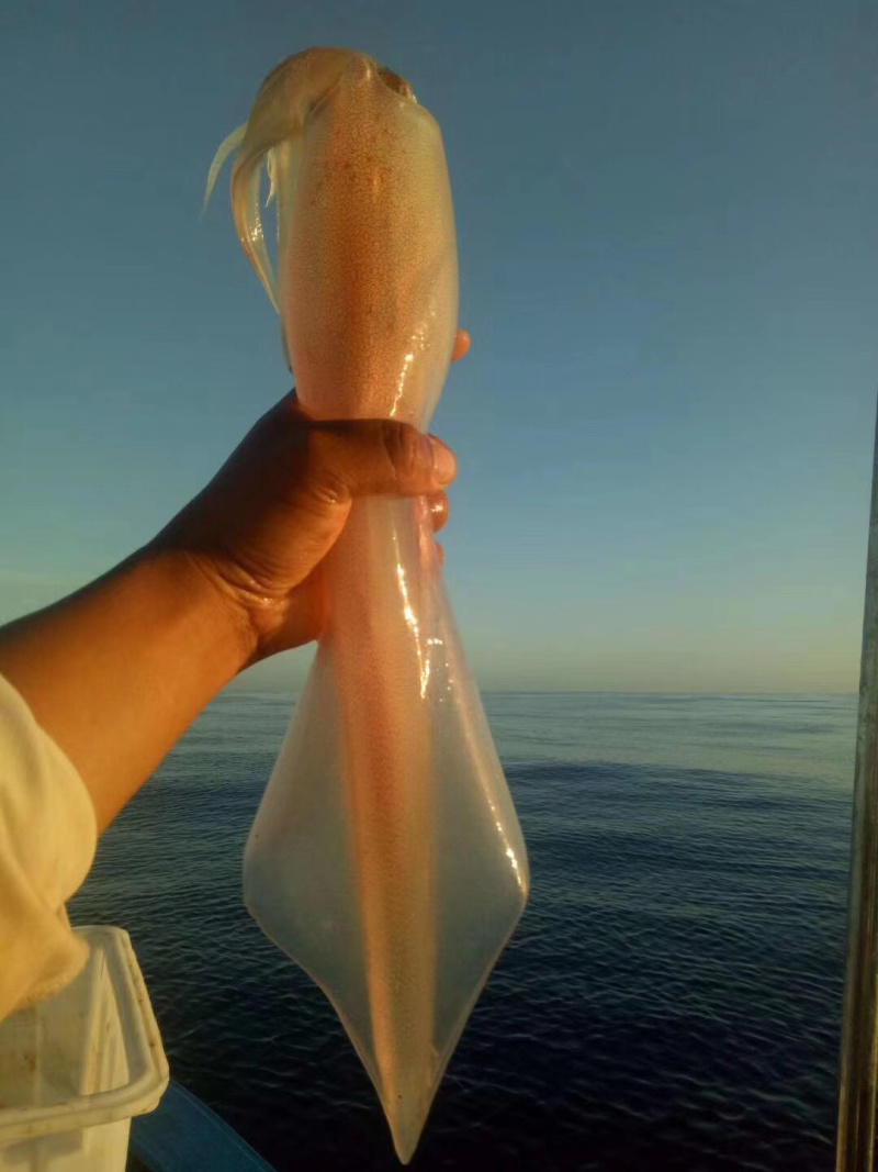 大鱿鱼大管
