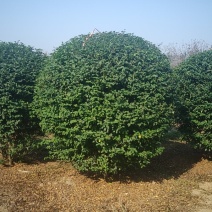 小叶女贞球，精品和工程风景树，