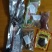 鹿鞭泡酒料6件套批发有货