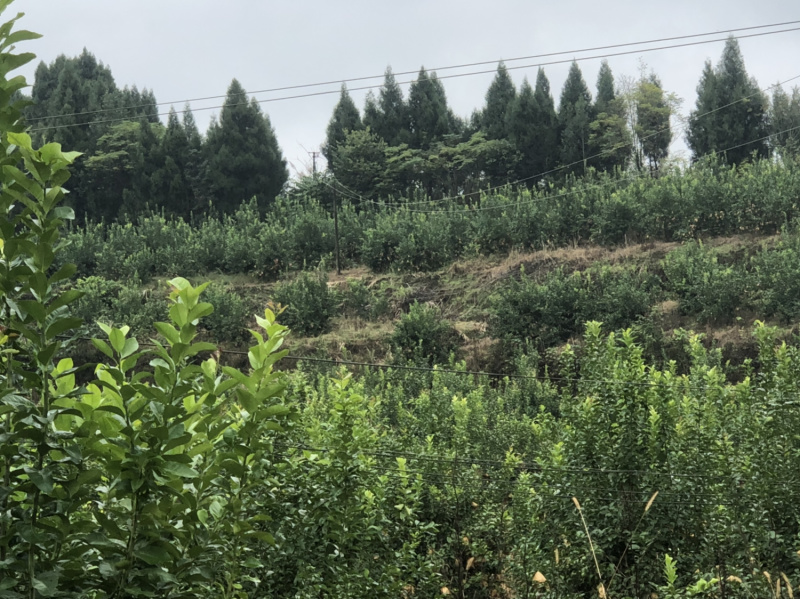 柠檬150000斤，，，，