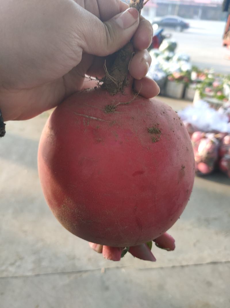 【产地发货】精品红萝卜大量上市个头均圆颜色红