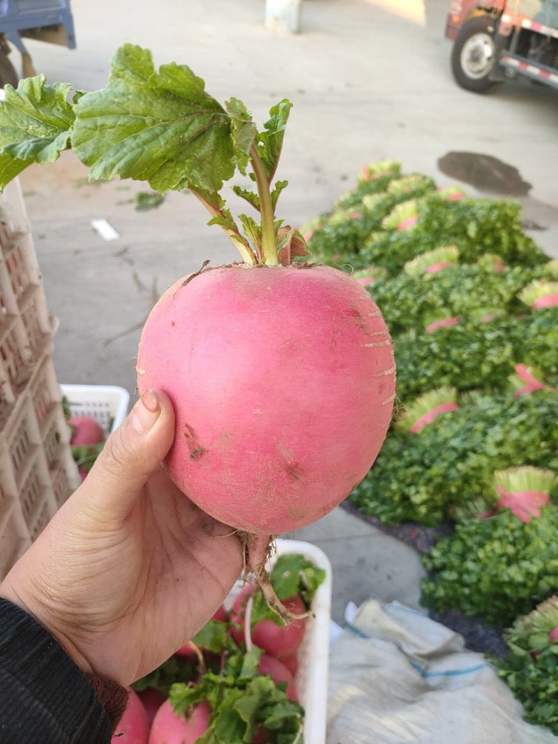 【产地发货】精品红萝卜大量上市个头均圆颜色红