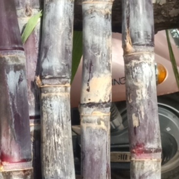 甘蔗自家种植，又脆又甜，汁水多！欢迎订购，欢迎来品尝！