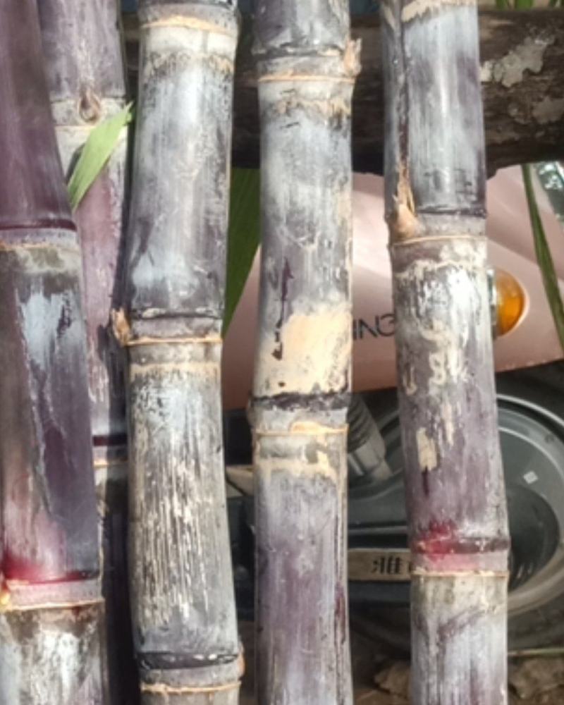 甘蔗自家种植，又脆又甜，汁水多！欢迎订购，欢迎来品尝！