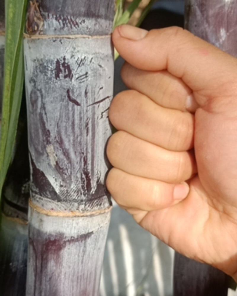 甘蔗自家种植，又脆又甜，汁水多！欢迎订购，欢迎来品尝！