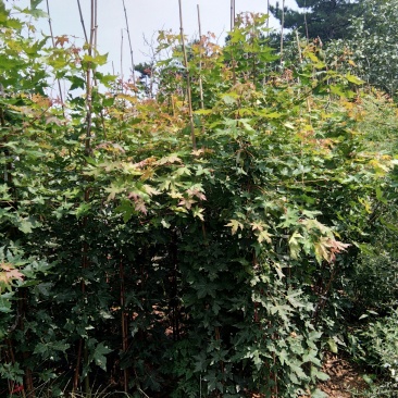 绿化苗木五角枫苗2年苗