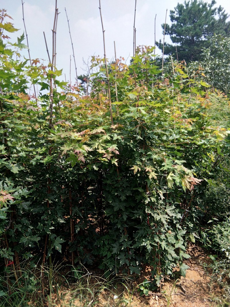 绿化苗木五角枫苗2年苗