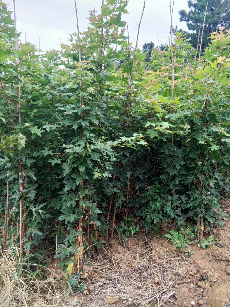 绿化苗木五角枫苗2年苗