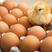 海兰褐蛋鸡苗长期供应出壳苗