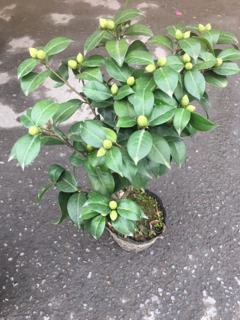 茶花和茶梅各种规格都有。有需要的老板请联系我哦。