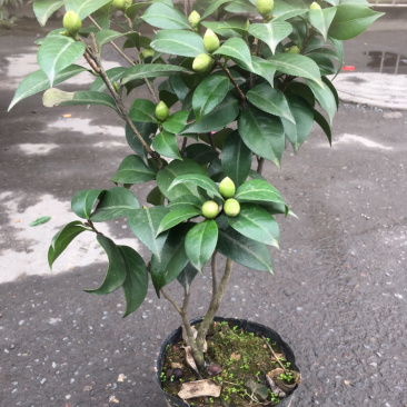 茶花和茶梅各种规格都有。有需要的老板请联系我哦。