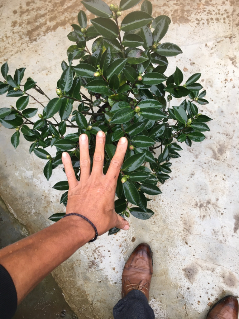 茶花和茶梅各种规格都有。有需要的老板请联系我哦。