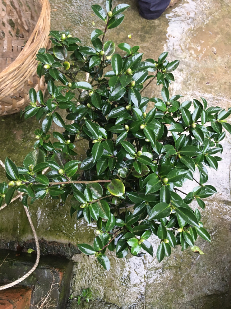 茶花和茶梅各种规格都有。有需要的老板请联系我哦。