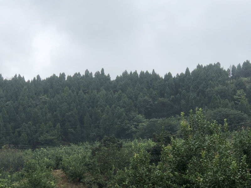 柠檬150000斤，，，，