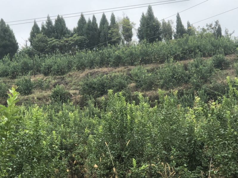 柠檬150000斤，，，，