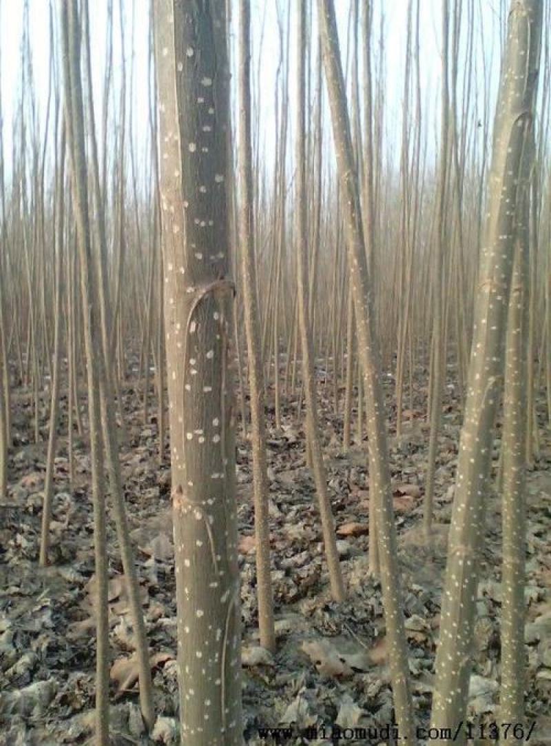 优质杨树苗货源充足价格优惠！二百亩地杨树苗正在出售！