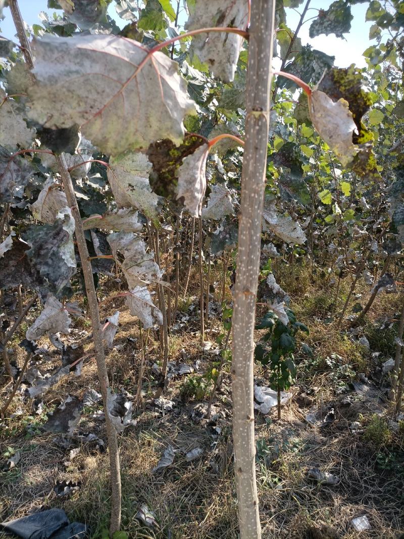 优质杨树苗货源充足价格优惠！二百亩地杨树苗正在出售！