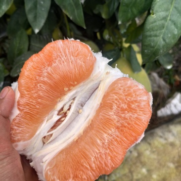 万亩基地四川黄金柚橙黄柚上市了，味道超甜，皮皮超薄