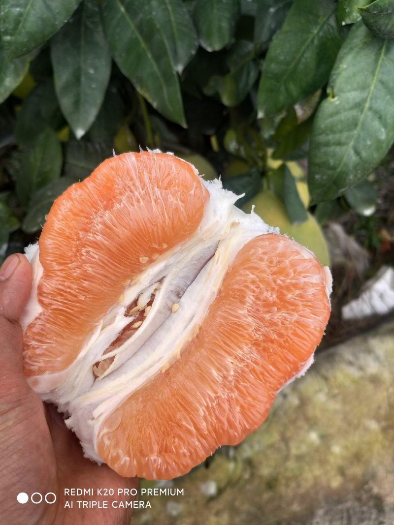 万亩基地四川黄金柚橙黄柚上市了，味道超甜，皮皮超薄