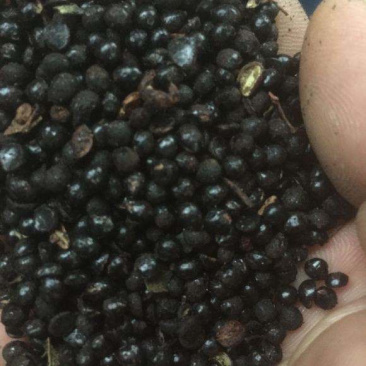 大量批发花椒籽，量大从优
