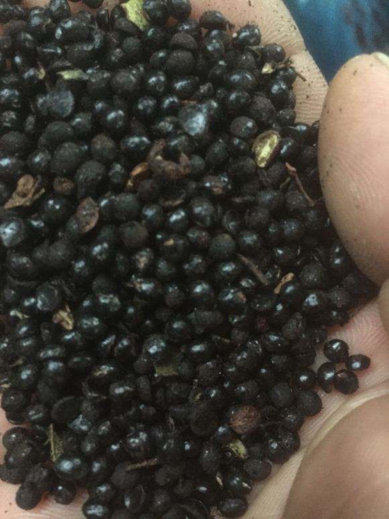 大量批发花椒籽，量大从优