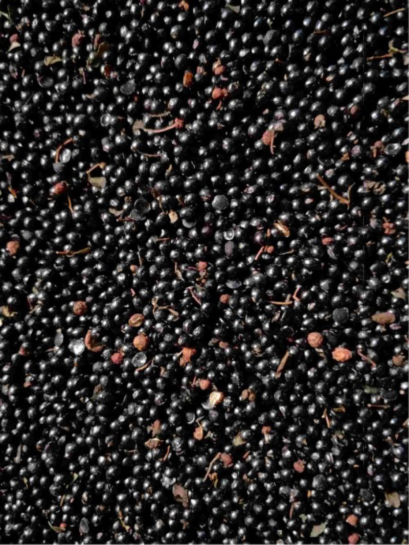 大量批发花椒籽，量大从优