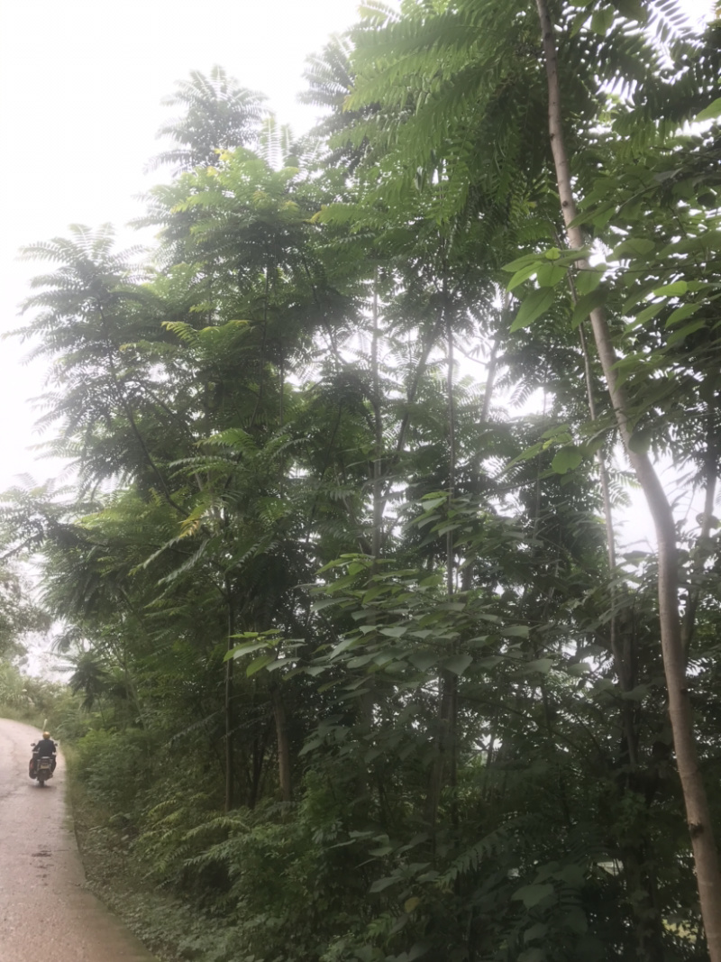 8-25公分原生冠椿树，树形优美