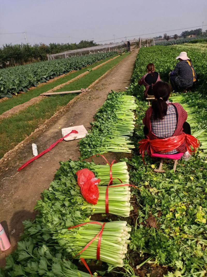 高陵万亩温室大棚芹菜大量上市，全国各地拉芹菜的朋友来釆购