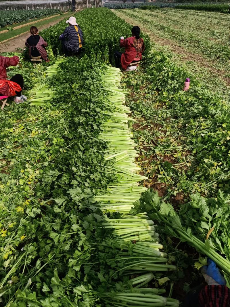 高陵万亩温室大棚芹菜大量上市，全国各地拉芹菜的朋友来釆购