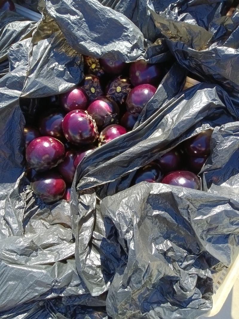 紫光圆茄，色泽鲜亮，个头均匀，品相好，产地货源，价格低廉