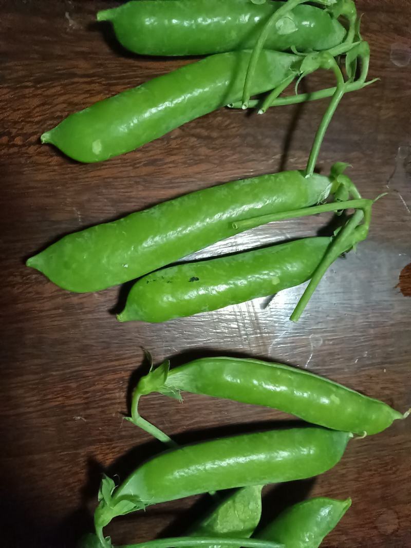 长寿仁，绿，外观清秀，饱满。